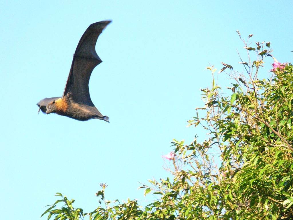 Flying bat 