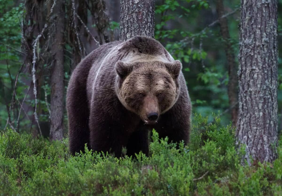 brown bear