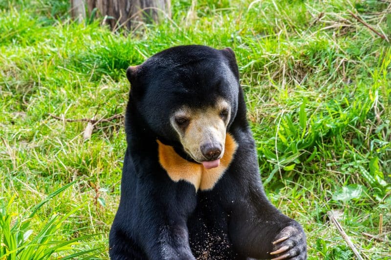 Malaysian sun Bear