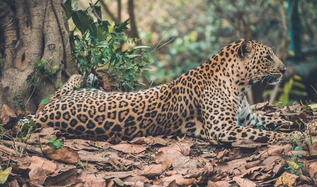 Leopardo de Indochina