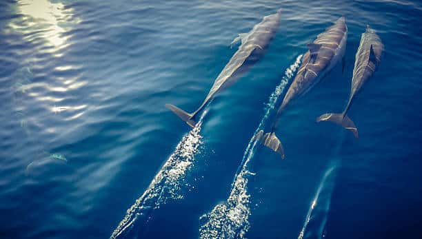 Un banco de delfines nadando frente a una embarcación en las Maldivas