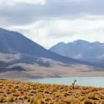 Vida silvestre en Chile