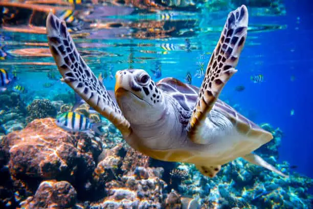 Sea turtle swims under water on the background of coral reefs. Korallenriff auf den Malediven im Indischen Ozean.