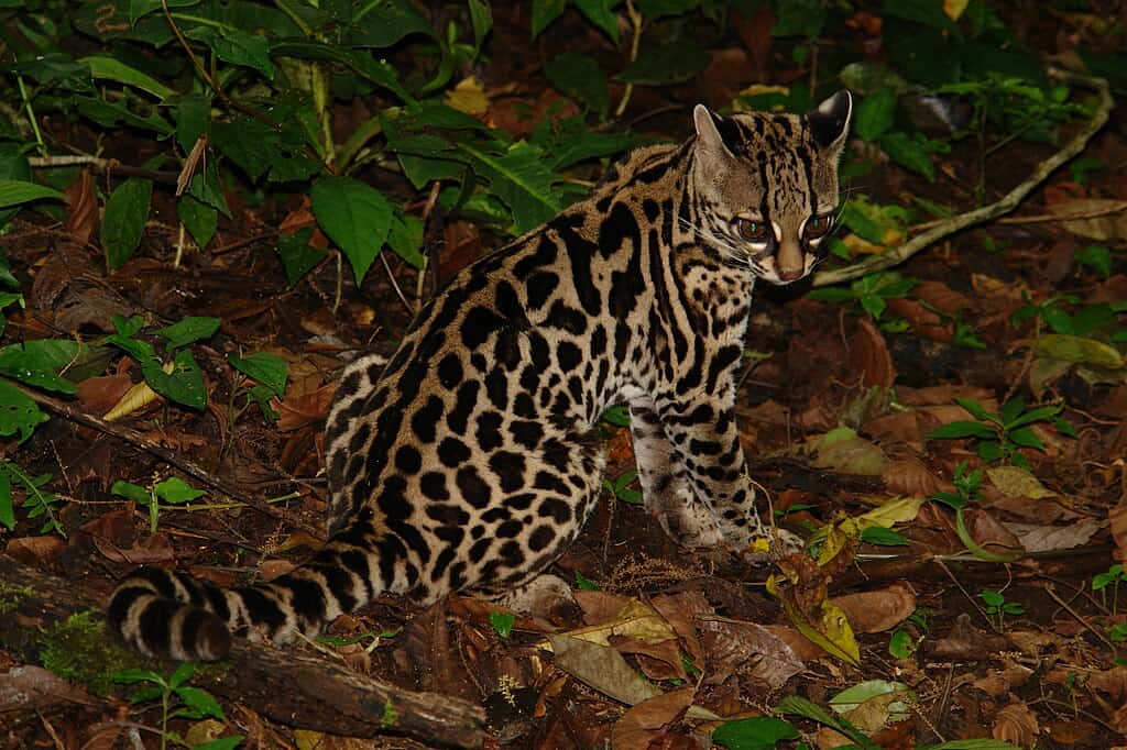 Margay