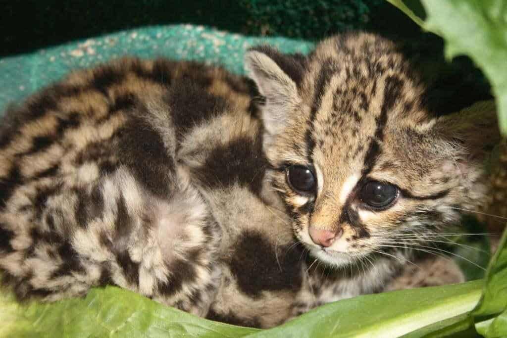 Margay