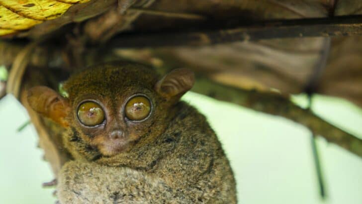 Animals and Wildlife in the Philippines