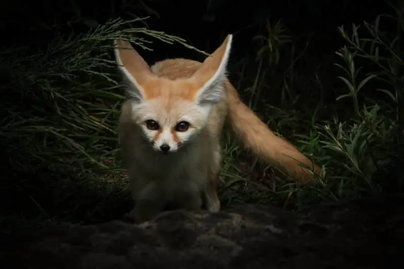 top 10 cutest animals fox
