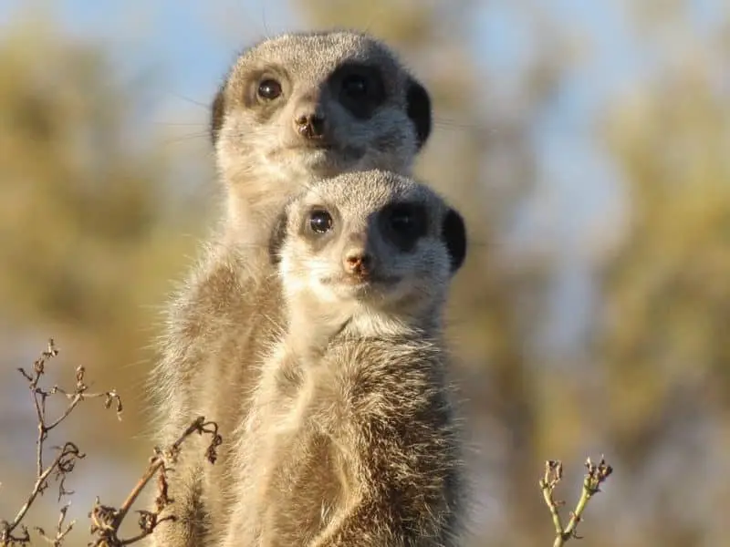 top 10 cutest animals meerkat