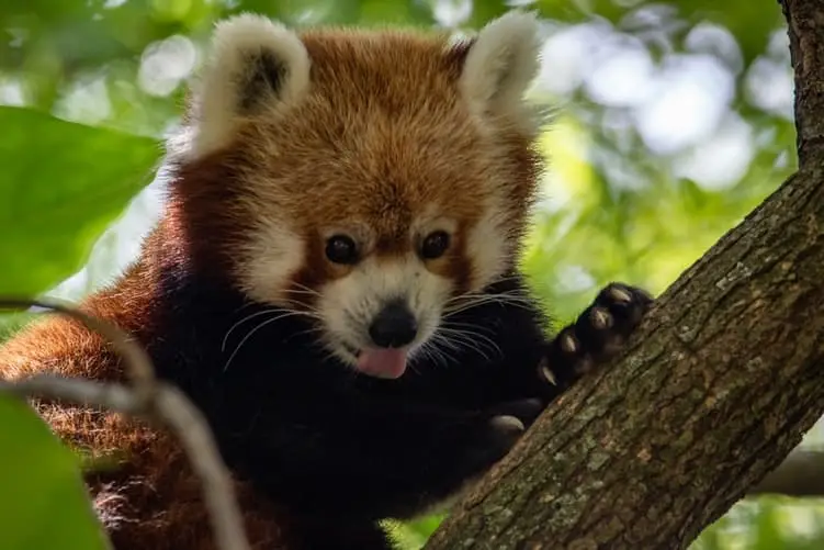 top 10 de los animales más bonitos panda rojo 