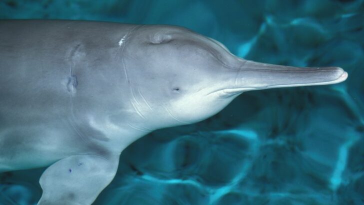 10 Animals Recently Gone Extinct