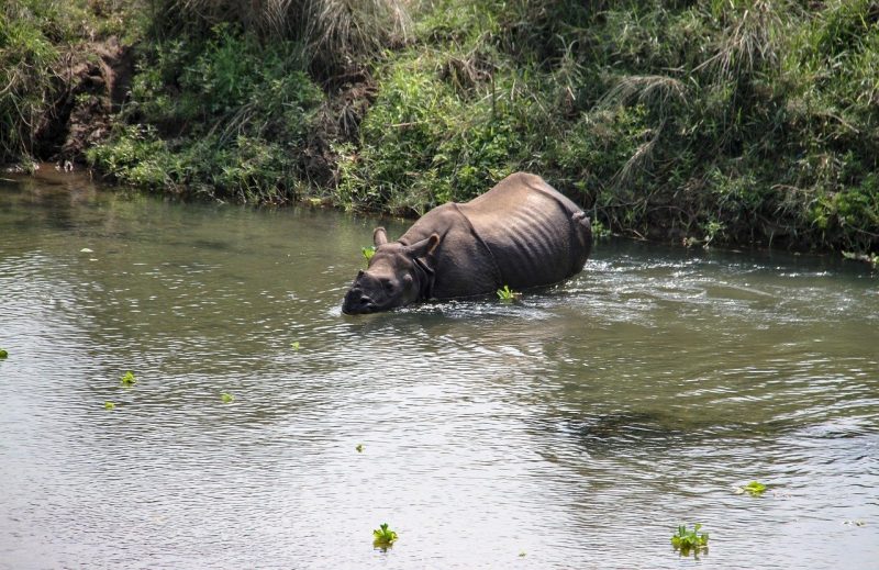 one horned rhino top 10 most endangered animals in india
