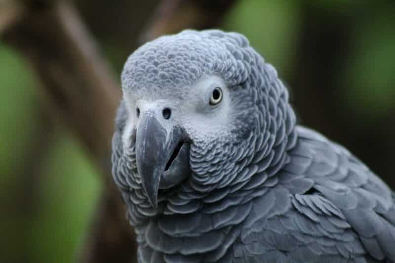 grey parrot most endangered birds