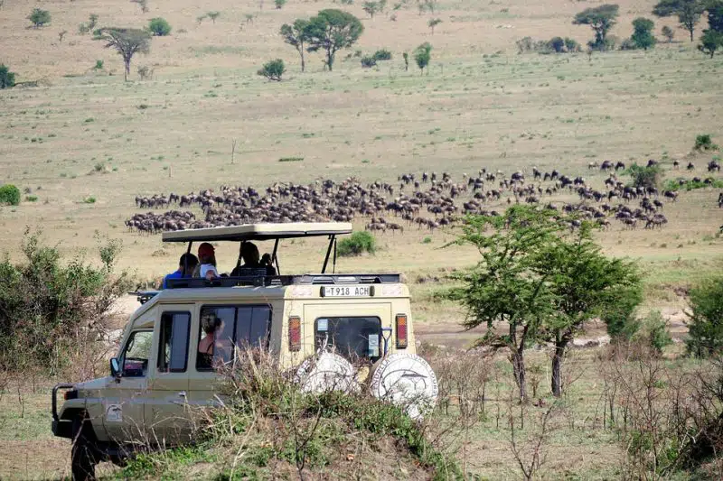 masai mara, Sereneti:  wildlife Wildebeest  | Animals around the Globe 