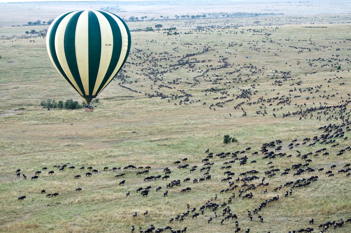 Masai Mara Wildlife - Animals Around The Globe