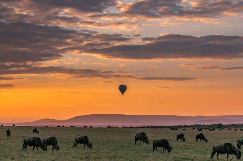 Masai Mara, Kenya: wildebeest | Animals around the Globe 