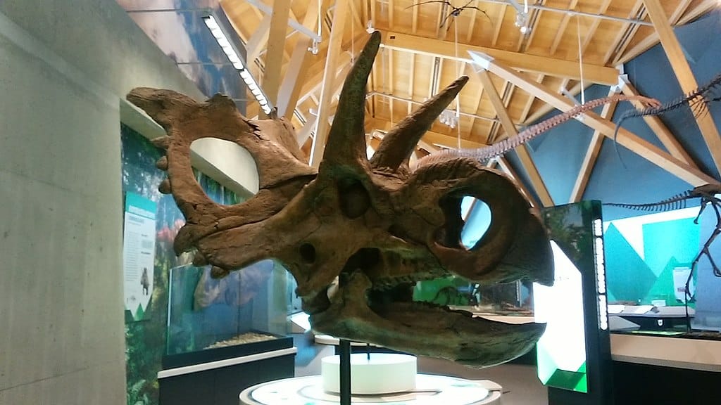 xenoceratops