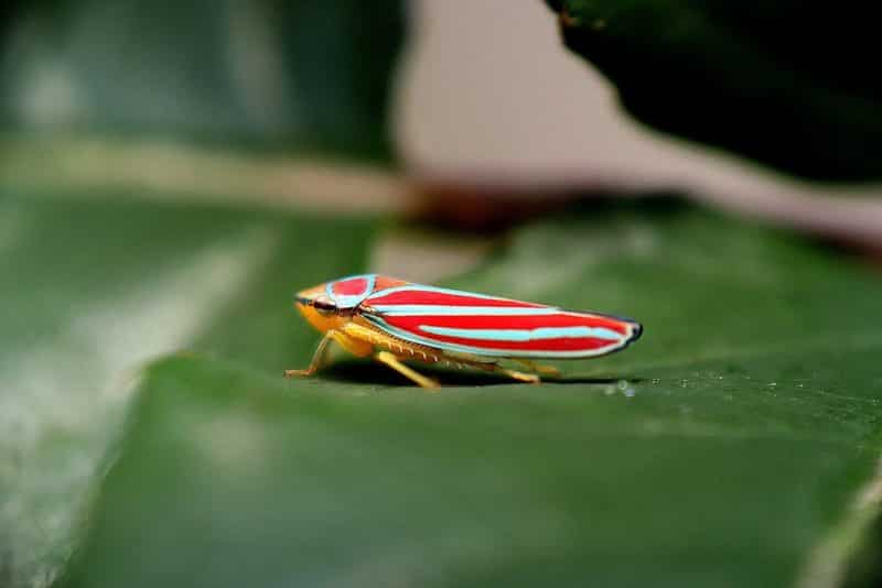  Xylophagous Leafhopper