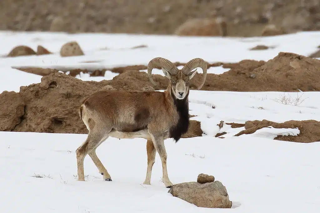 urial
