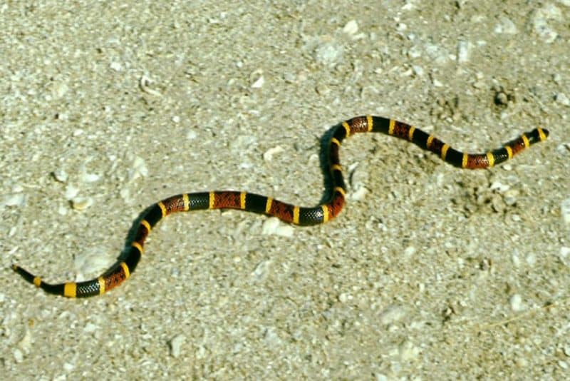Eastern Coral Snake
