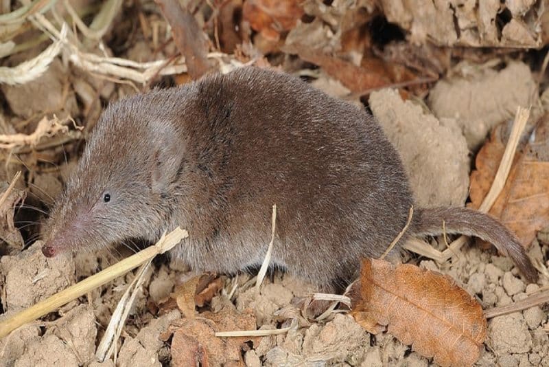 ussuri whit-toothed shrew