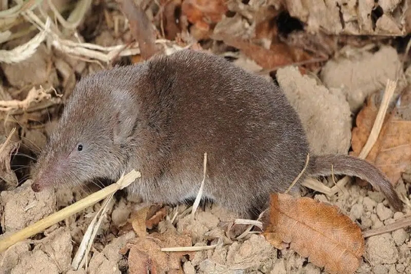 Ussuri white-toothed Shrew