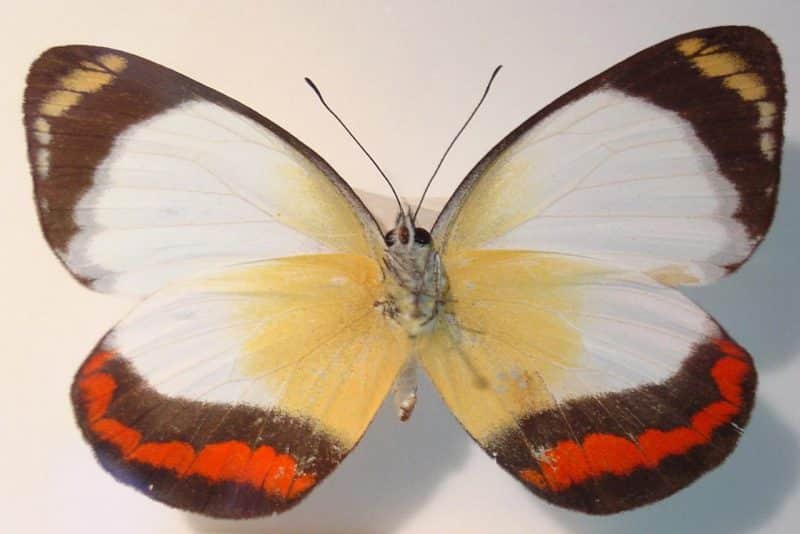 union jack butterfly