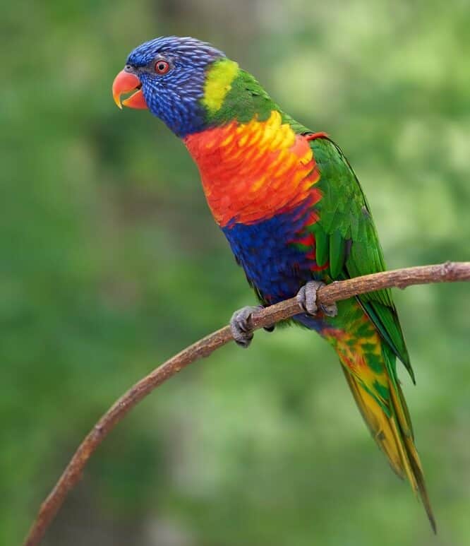 ultramarine lorikeet