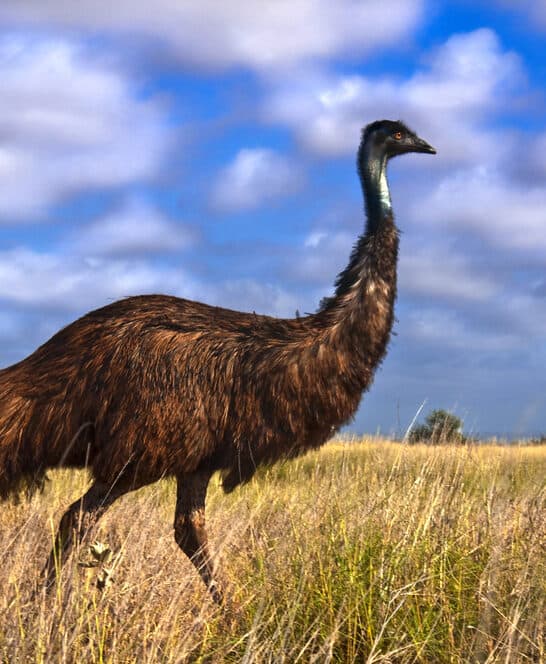 Beloved Emu Irwin Found Dead After Week-Long Search, Leaving Wiltshire Sanctuary Heartbroken