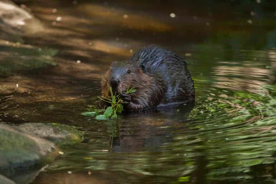 Dieren die beginnen met N - Lijst, afbeeldingen, feiten