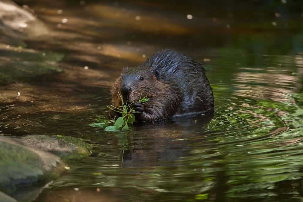 North American beaver