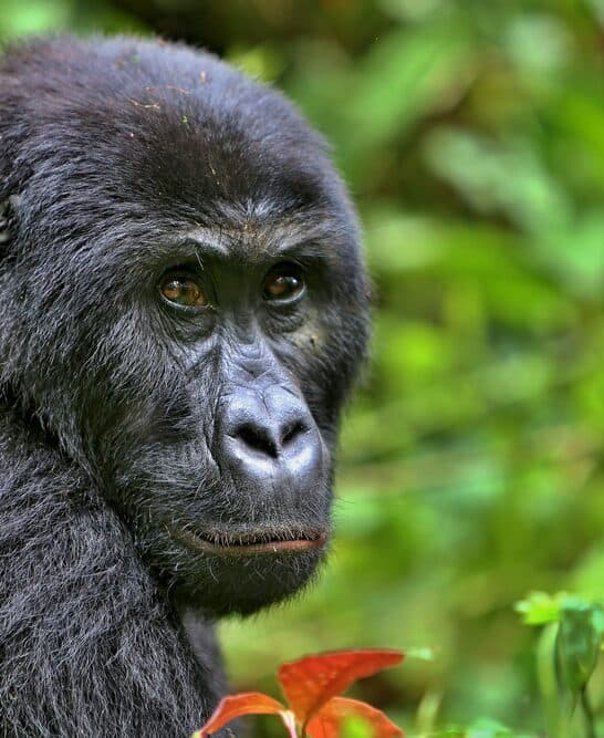 10 Animals Besides Us That Use Tools