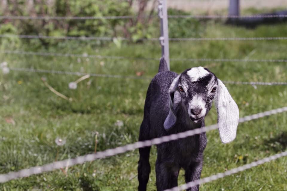 Dieren die beginnen met N - Lijst, afbeeldingen, feiten