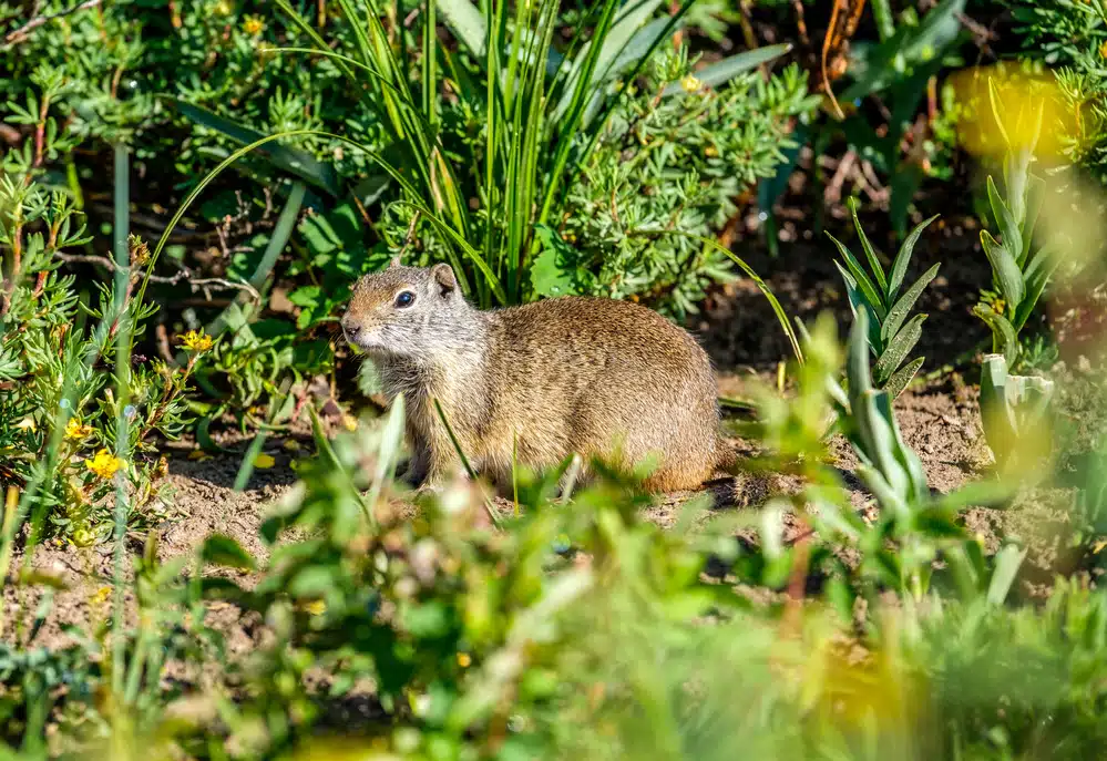 Uinta ground squirrel