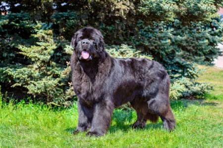 14 Dog Breeds That Love to Cuddle