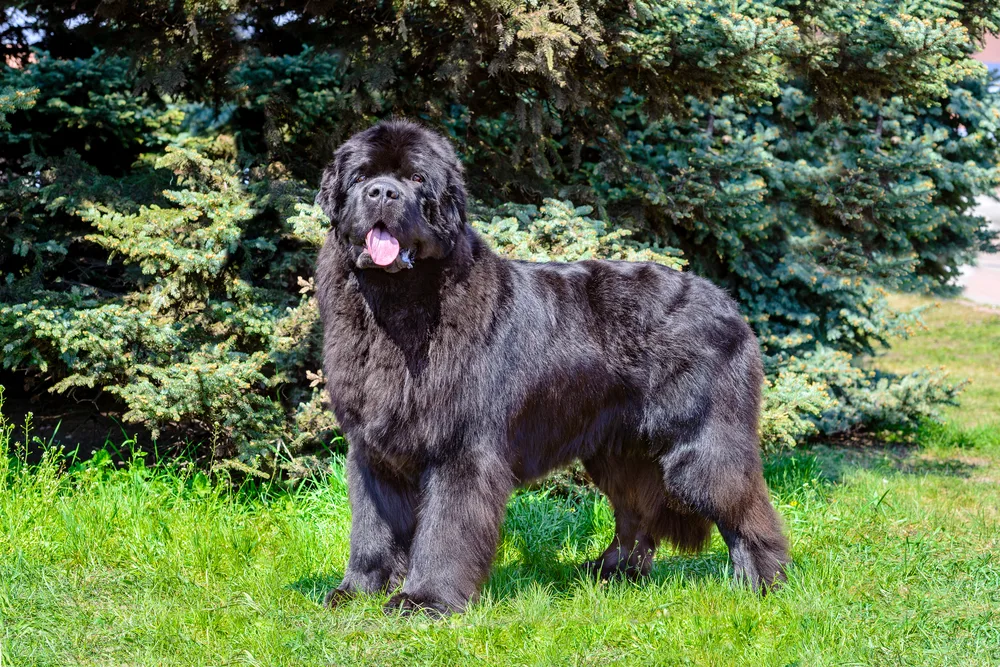 newfoundland