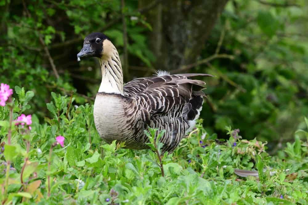 Hawaiian goose 
