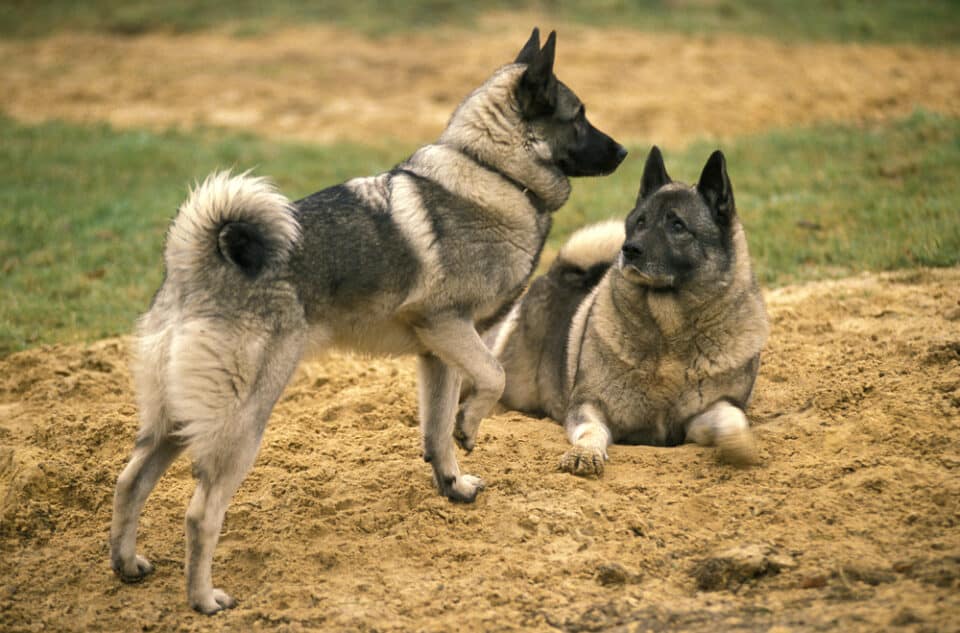 Dieren die beginnen met N - Lijst, afbeeldingen, feiten