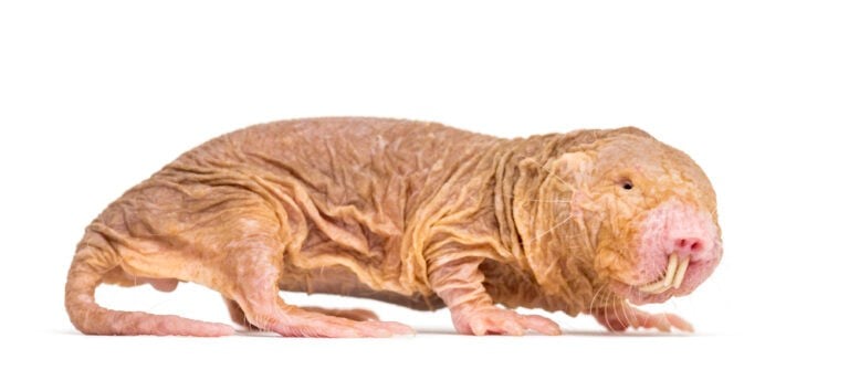 Dieren die beginnen met N - Lijst, afbeeldingen, feiten