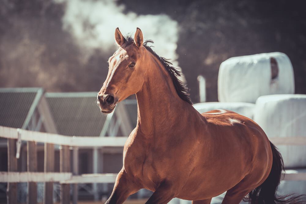 ukrainian horse