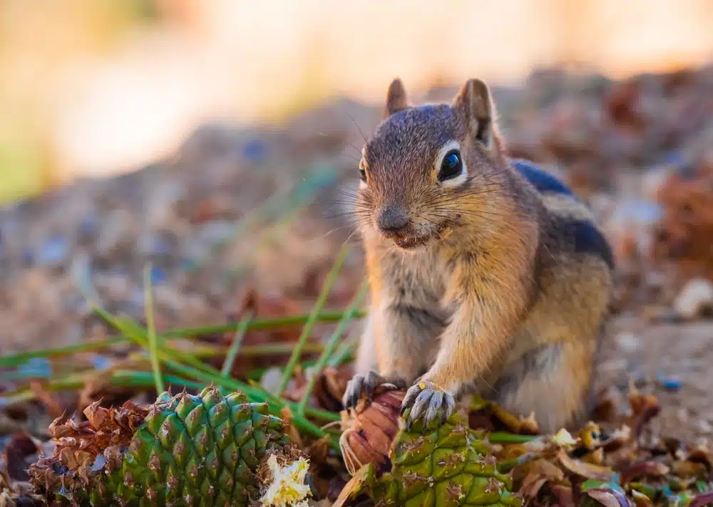uinta chipmunk
