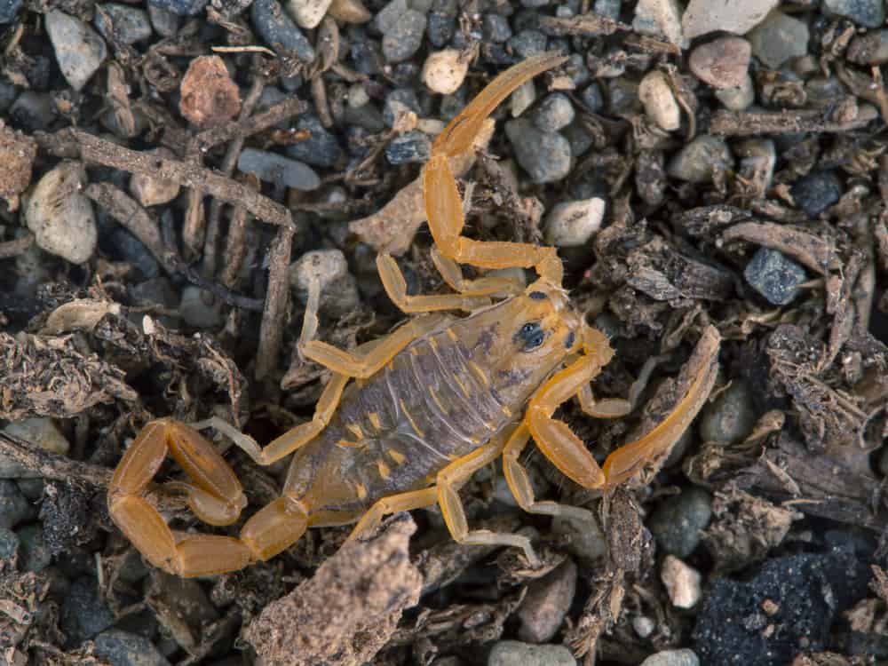 arizona bark scorpion