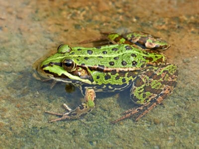 16 Things You Did Not Know About Frogs