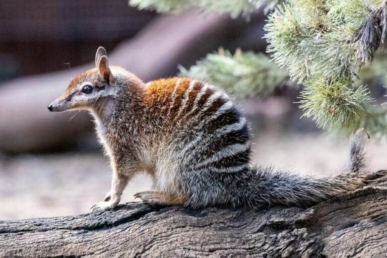 Dieren die beginnen met N - Lijst, afbeeldingen, feiten
