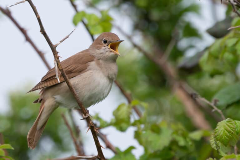 Dieren die beginnen met N - Lijst, afbeeldingen, feiten