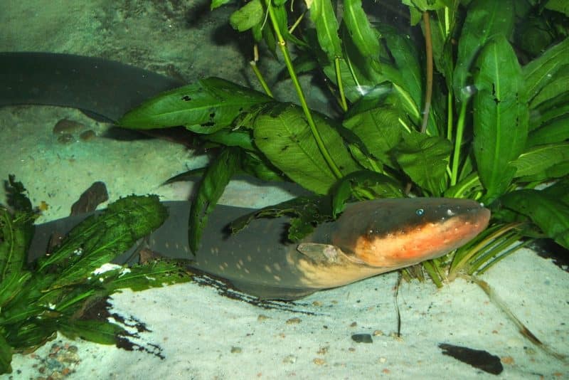 electric eel top 10 animals in the rainforest