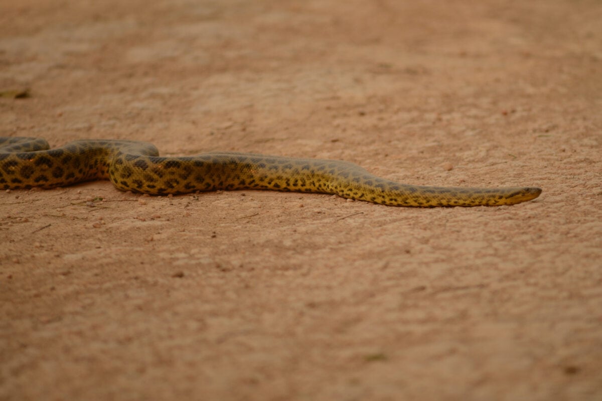 Yellow Anaconda (Eunectes notaeus)