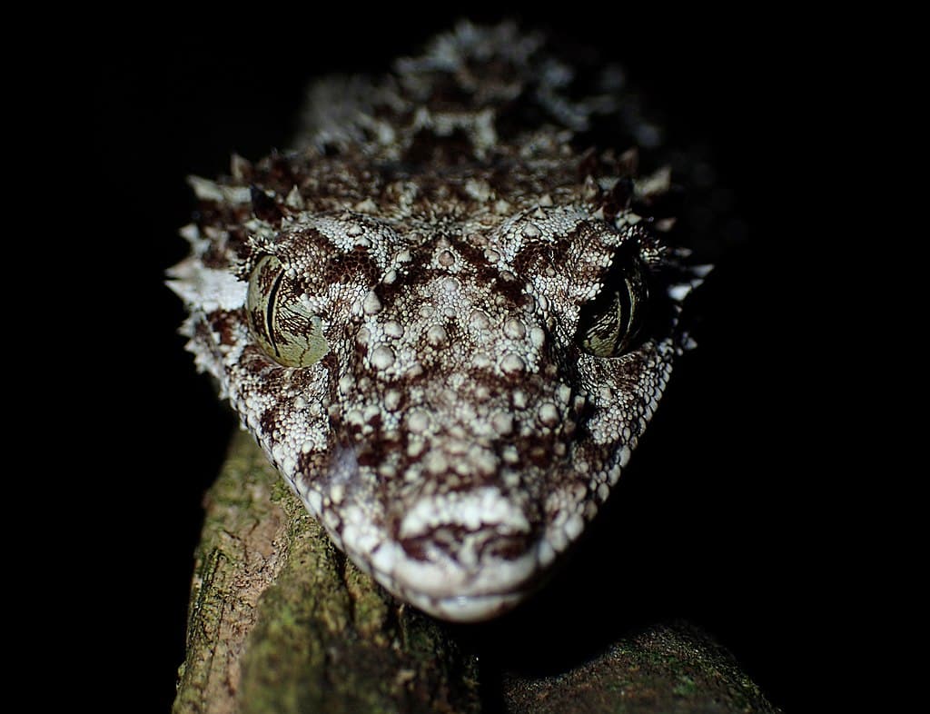 northern leaf-tailed gecko