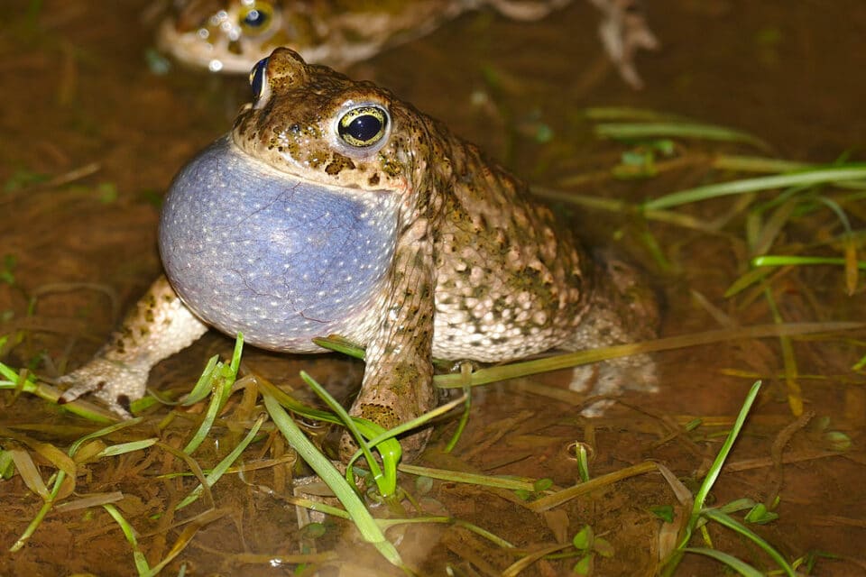 Dieren die beginnen met N - Lijst, afbeeldingen, feiten