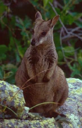 unadorned rock wallaby