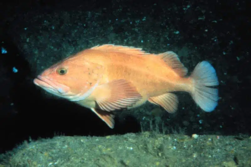 Yellow-eye Rockfish